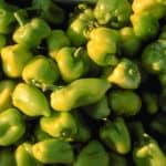 Fresh green bell peppers piled up at produce stand