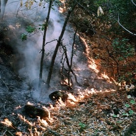 Photo of a wildfire in a forest. The photo shows the wildfire spreading in a peak pattern.